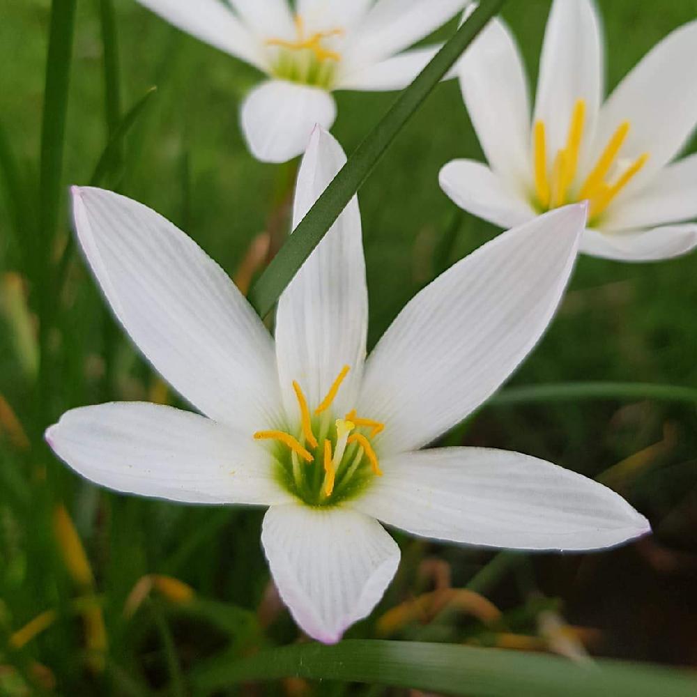 Rain Lily White Bulbs Pack of 5