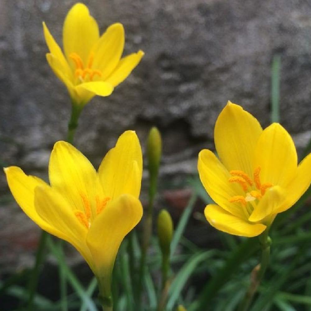 Rain Lily Yellow Bulbs Pack of 5
