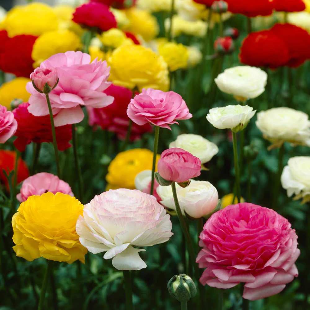 Ranunculus Bulbs Mix Pack of 2