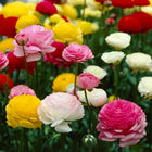 Ranunculus Bulbs Mix Pack of 2