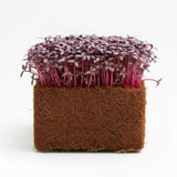Red Amaranth Microgreens seeds 100g