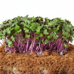 Red Cabbage Microgreens seeds 50g