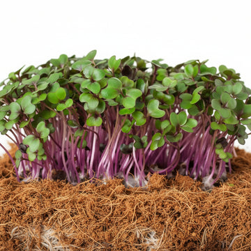 Red Cabbage Microgreens seeds 50g — Tender, Nutrient-dense seed pack | Native Indian Organics