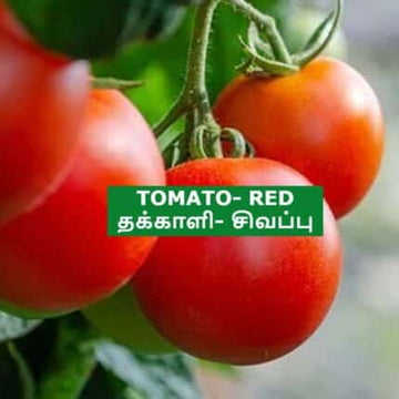 Red Tomato seeds — Organic, High germination seed pack | Native Indian Organics