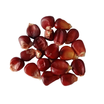 Red Corn Seeds — Organi,  High germination seed pack | Native Indian Organics