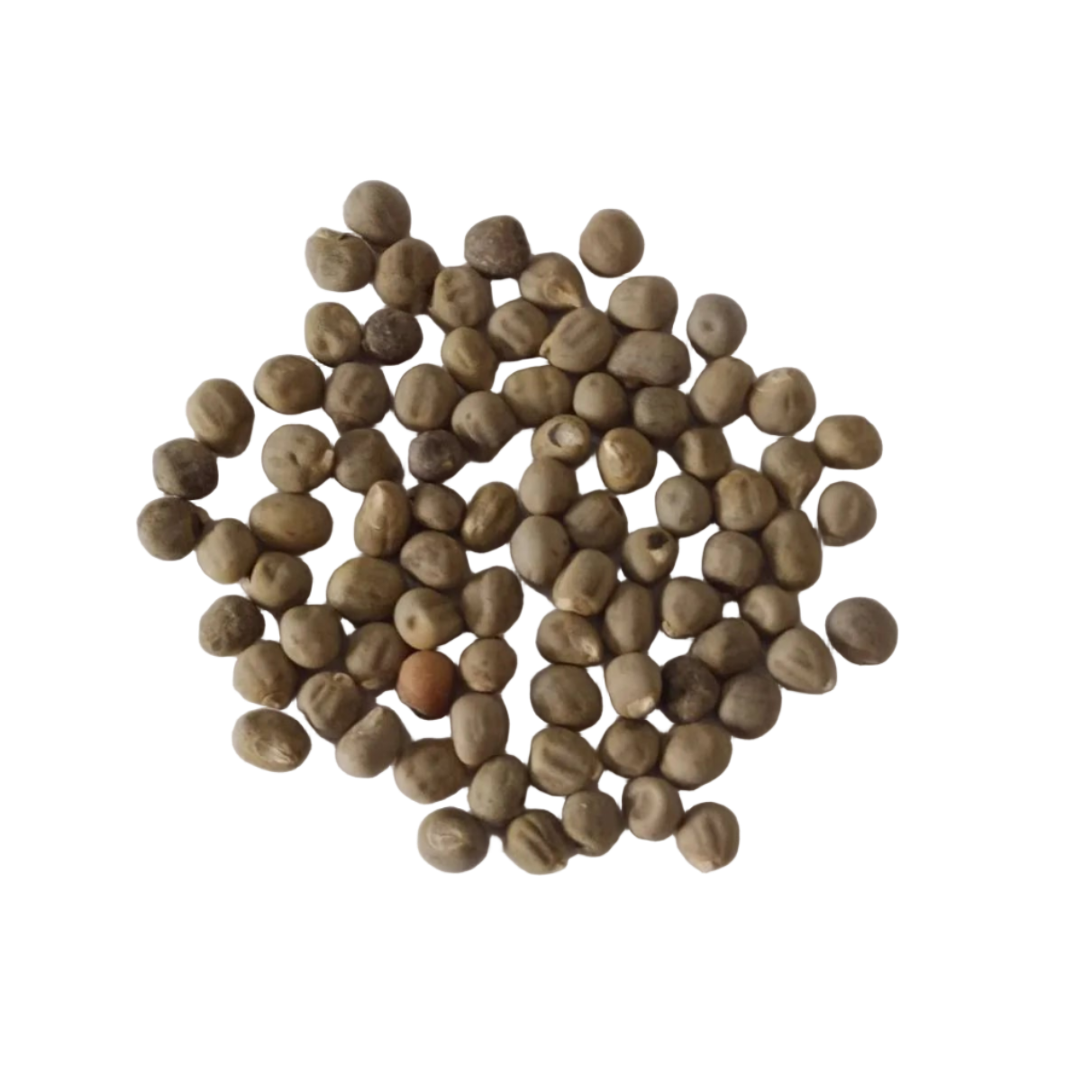 Red Lady Finger seeds - Nutrient Rich, Healthy Seeds | Native Indian Organics