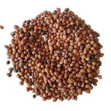 Red Radish Microgreens Seeds - High germination, Organic seed pack | Native Indian Organics