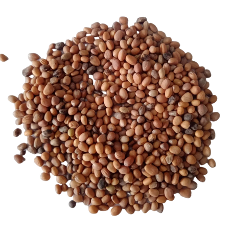 Red Radish Microgreens Seeds - High germination, Organic seed pack | Native Indian Organics