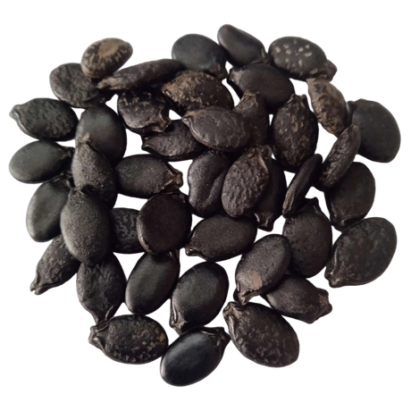 Long Ridge gourd seeds - Nutrient-dense, Organic seeds | Native Indian Organics