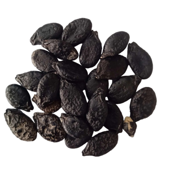 Ridge Gourd Short seeds — Native, Fresh seed pack | Native Indian Organics