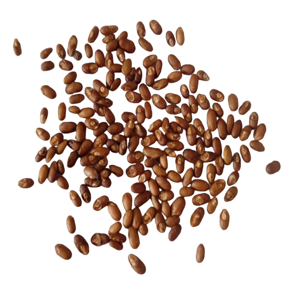 Rosemary seeds - Premium Quality Organic Seeds | Native Indian Organics