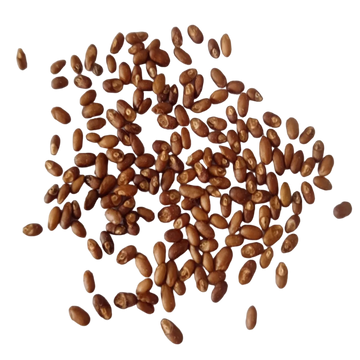 Rosemary seeds - Premium Quality Organic Seeds | Native Indian Organics