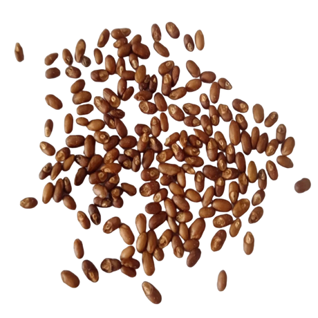 Rosemary seeds - Premium Quality Organic Seeds | Native Indian Organics