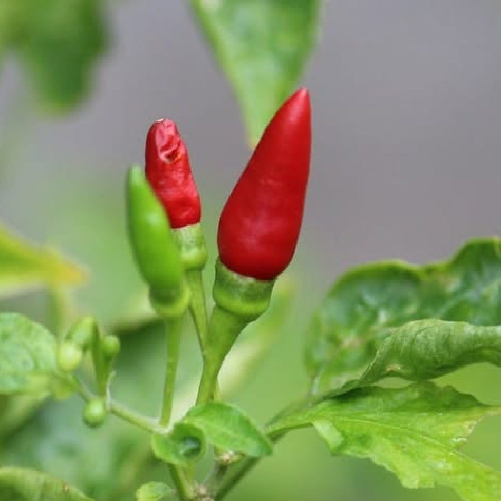 Seeni Milagai (Bird Eye chilli Short) seeds
