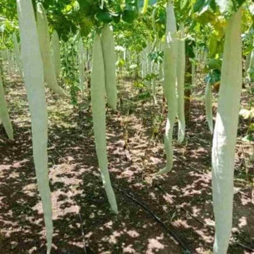 Snake gourd Long seeds — Organic, High germination seed pack | Native Indian Organics