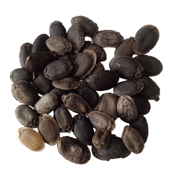 Sponge Gourd Seeds — High Germinated Seeds | Native Indian Organics