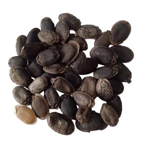 Sponge Gourd Seeds — High Germinated Seeds | Native Indian Organics