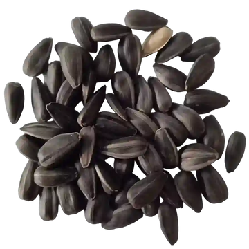 bunch of seeds image of sun flower seeds