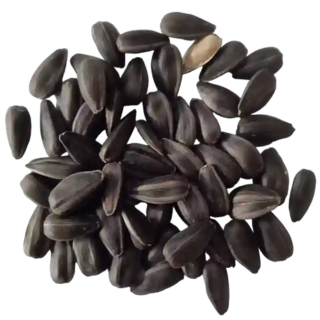 bunch of seeds image of sun flower seeds