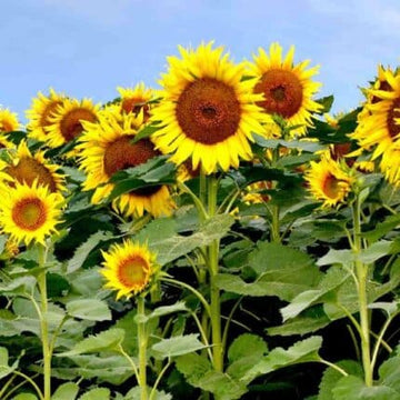 Sun Flower Seeds — Non-GMO, Aromatic seed pack | Native Indian Organics