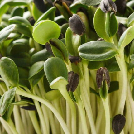 Sunflower Microgreen Seeds 100g