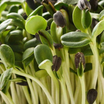 Sunflower Microgreen Seeds 100g — Aromatic, Tender seed pack | Native Indian Organics