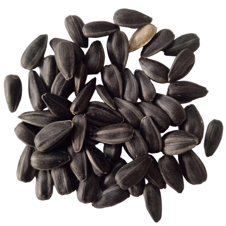 Sun Flower Seeds - High Germination and Quality Seeds | Native Indian Organics