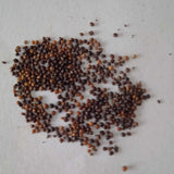Thyme seeds - High quality, Fresh and Organic Seeds | Native Indian Organics