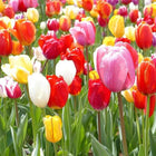 Tulip Flower Bulbs Mix Pack of 2