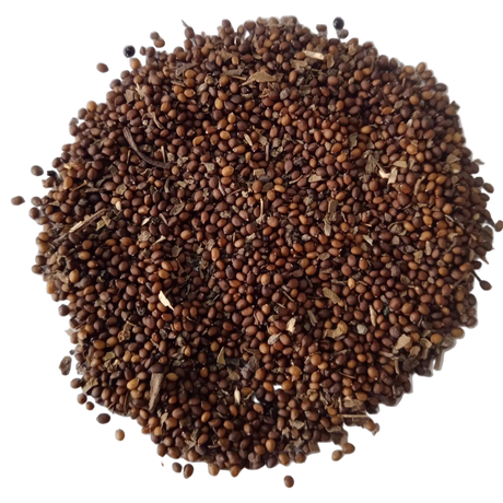 Stevia Seeds Herbal Plant (Thulasi Seeds ) — Organic , Non-GMO Herbal Seeds | Native Indian Organics