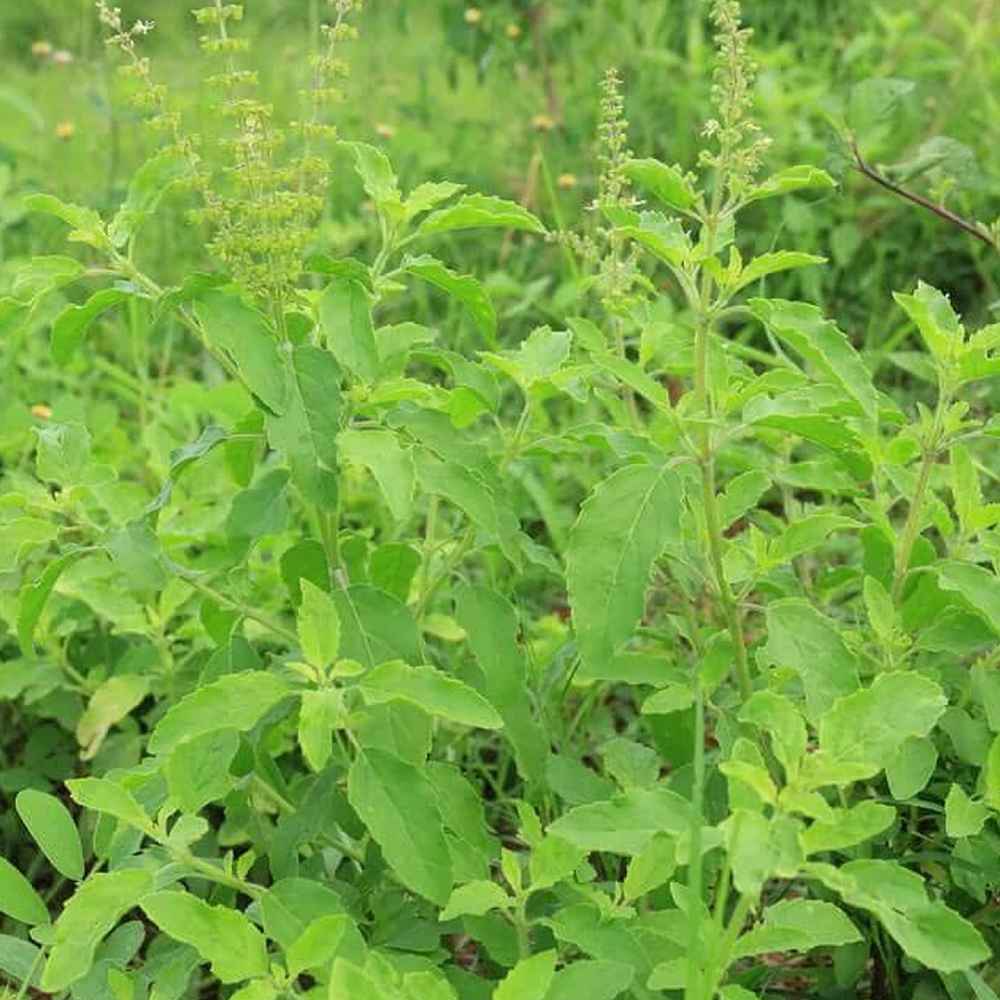 Tulsi Green Seeds