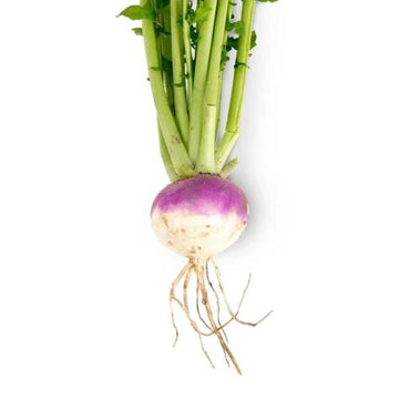 Turnip Purple Top Seeds — High germination, Tender seed pack | Native Indian Organics