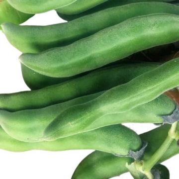 Velvet Beans seeds — Tender, Nutrient-dense seed pack | Native Indian Organics