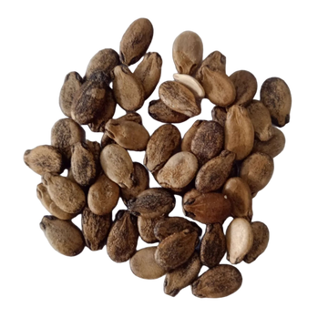 Seeds of Long Striped Native Watermelon — Nutrient-dense, Organic seed pack | Native Indian Organics 