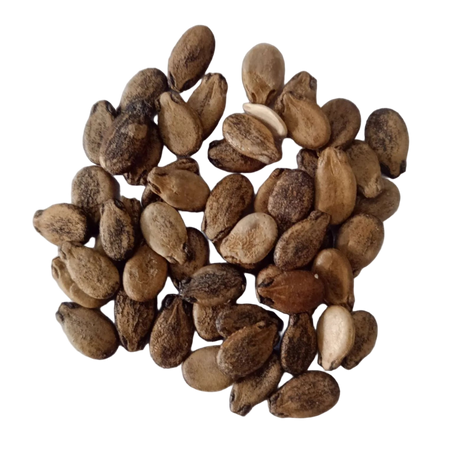 Seeds of Long Striped Native Watermelon — Nutrient-dense, Organic seed pack | Native Indian Organics 