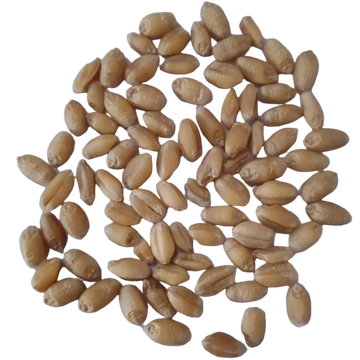Wheatgrass microgreen seeds - Organic , Fresh Seeds with High Germination | Native Indian Organics