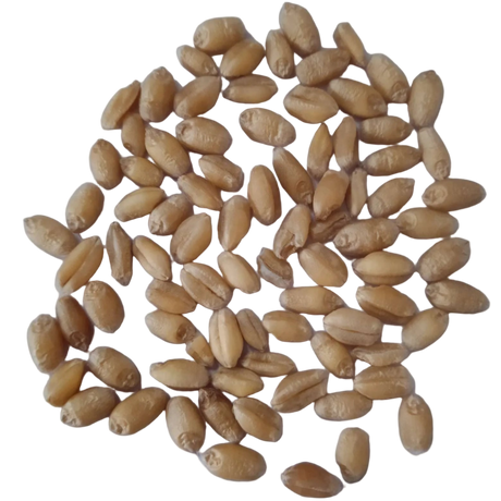 Wheatgrass microgreen seeds - Organic , Fresh Seeds with High Germination | Native Indian Organics