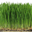 Wheatgrass microgreen seeds 100g — Nutrient-dense, Organic seed pack | Native Indian Organics