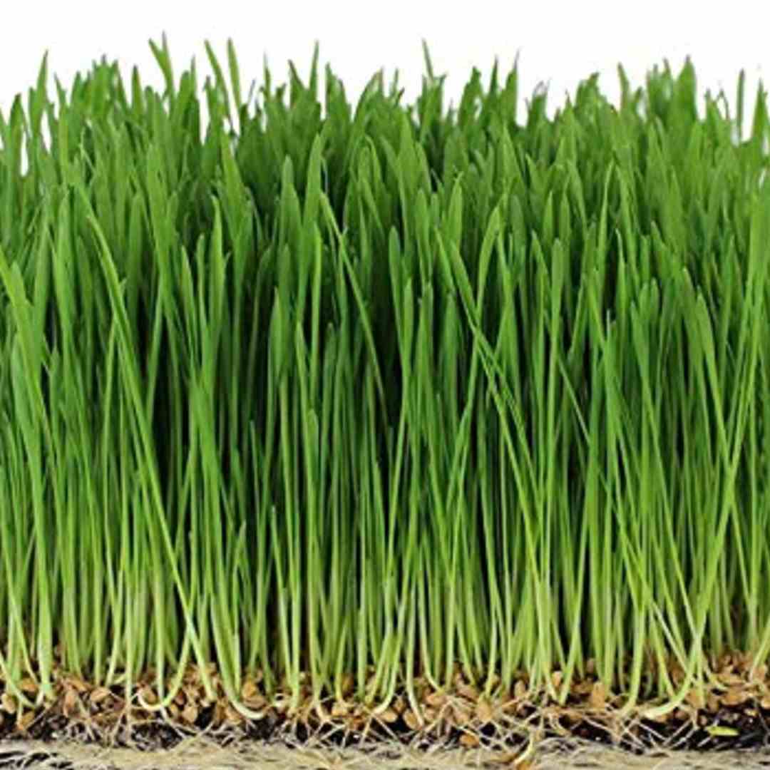 Wheatgrass microgreen seeds 100g — Nutrient-dense, Organic seed pack | Native Indian Organics