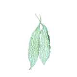 White Bitter Gourd — Aromatic, Fast-growing seed pack | Native Indian Organics