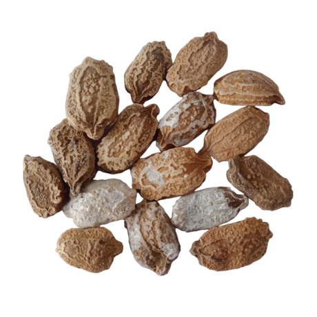 White Bitter Gourd seeds — Organic, Non - GMO seeds pack | Native Indian Organics