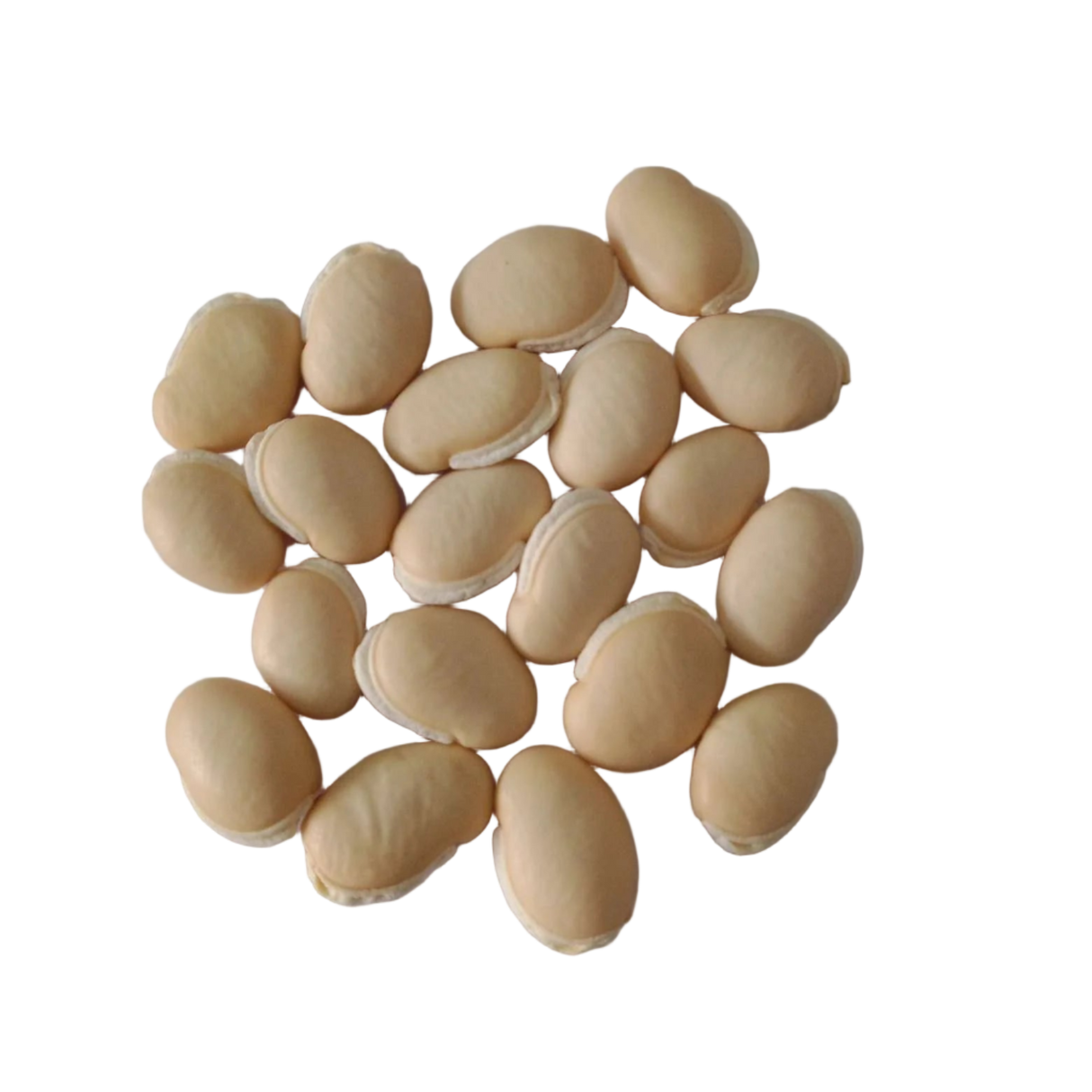 White Field Beans Seeds — Nutrient-dense, Organic seed pack | Native Indian Organics