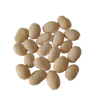 White Field Beans Seeds — Fresh and High Yeild | Native Indian Organics