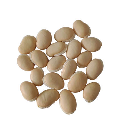 White Field Beans Seeds — Nutrient-dense, Organic seed pack | Native Indian Organics