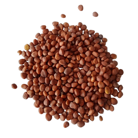 White Radish Seeds — Nutrient rich , Organic Seeds | Native Indian Organics