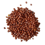 White Radish Microgreen Seeds — Nutrient rich , Organic Microgreen  Seeds | Native Indian Organics
