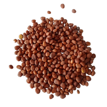 White Radish Microgreen Seeds — Nutrient rich , Organic Microgreen  Seeds | Native Indian Organics