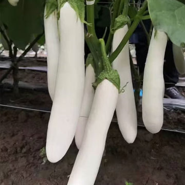 White Long Brinjal ( eggplants ) Seeds - Native vegetable Seeds - Home Gardening Seeds | Native Indian organics