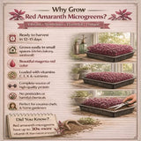Benefits on growing red amaranth microgreens with text and images of microgreens.