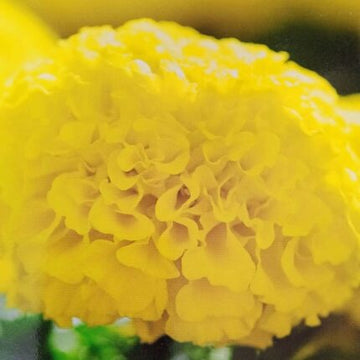 Marigold Flower Seeds Yellow — Heirloom, Non-GMO seed pack | Native Indian Organics